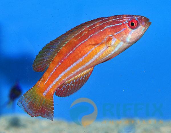 Paracheilinus attenuatus - Seychellen-Zwerglippfisch (Weibchen)
